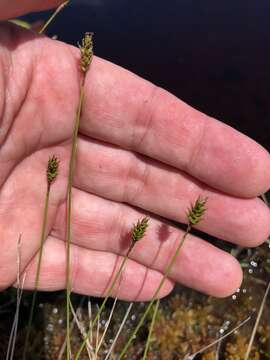 Image of Coastal sedge