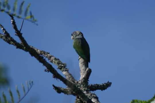 Pionus maximiliani (Kuhl 1820)的圖片