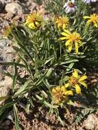 Image of pygmy goldenweed