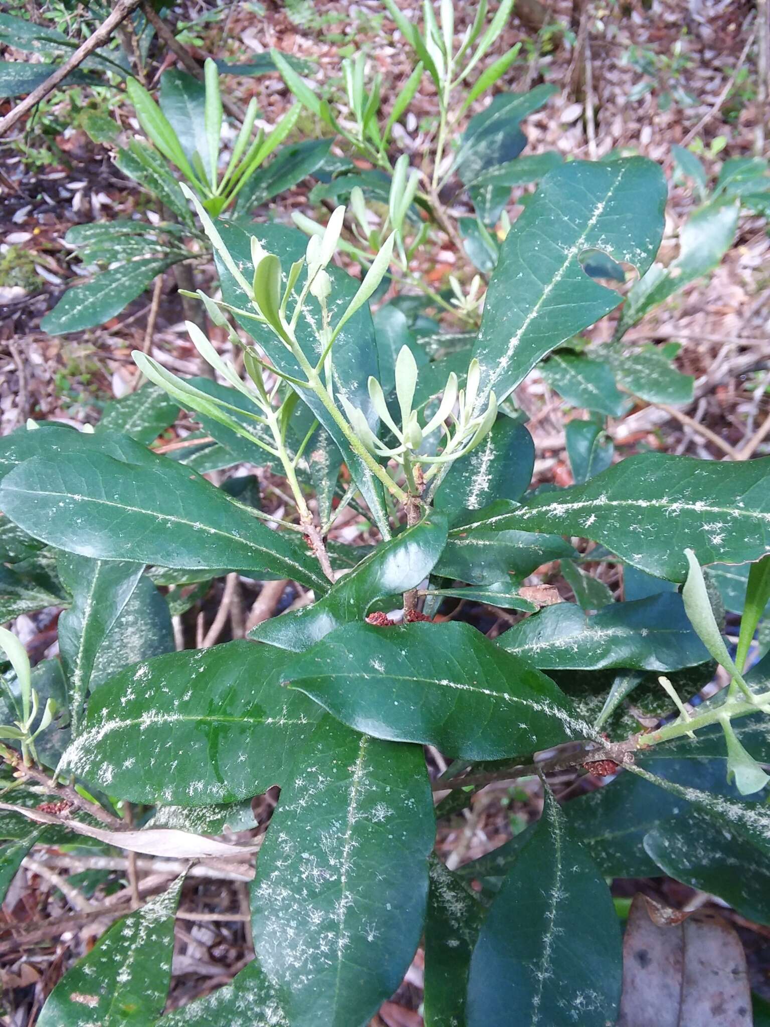 Image of Odorless Bayberry