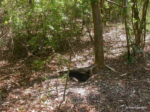 Image of gumbo limbo