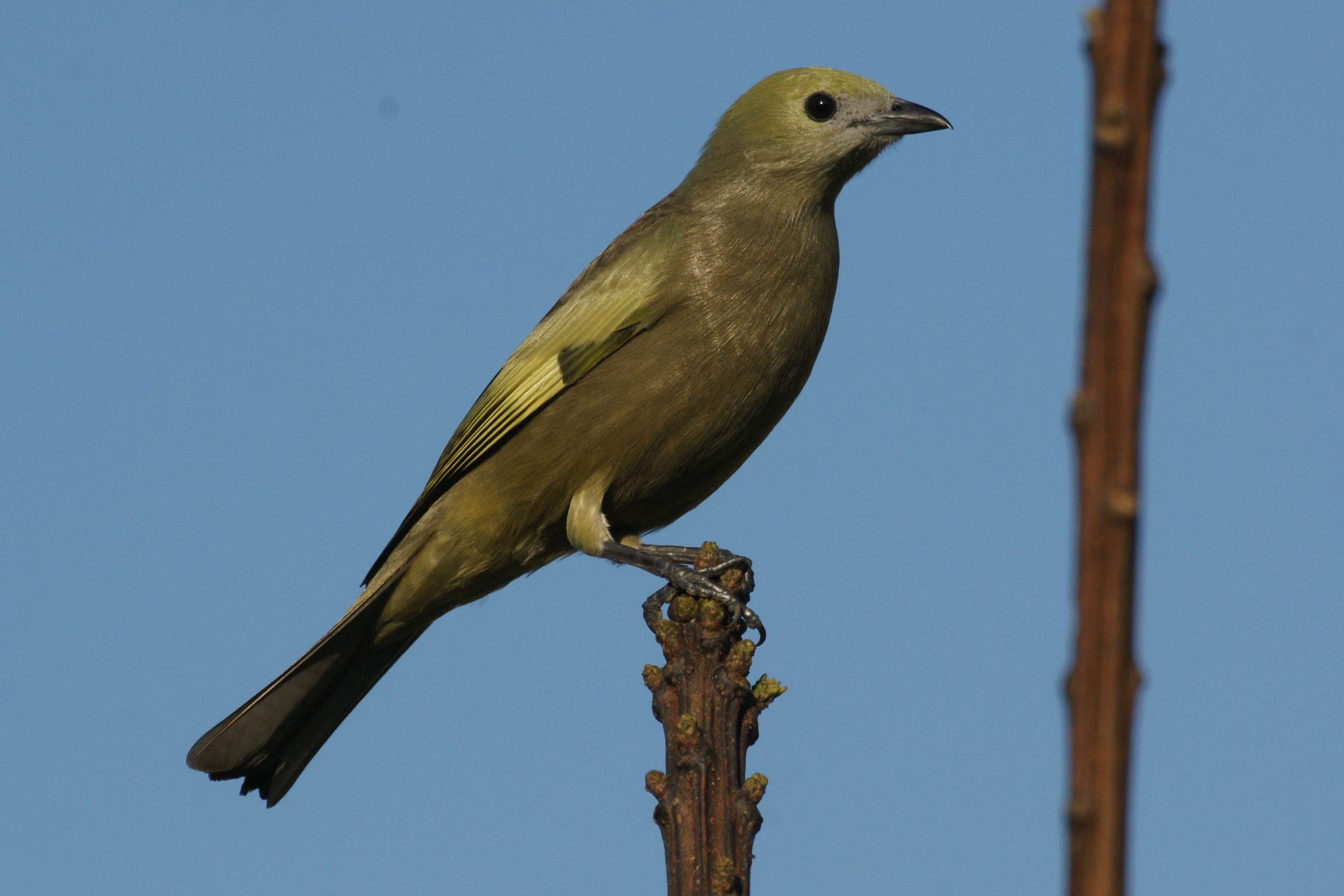 Image of Palm Tanager