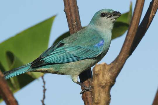 Image of Azure-shouldered Tanager