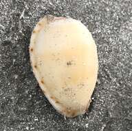 Image of Notocypraea comptonii (Gray 1847)