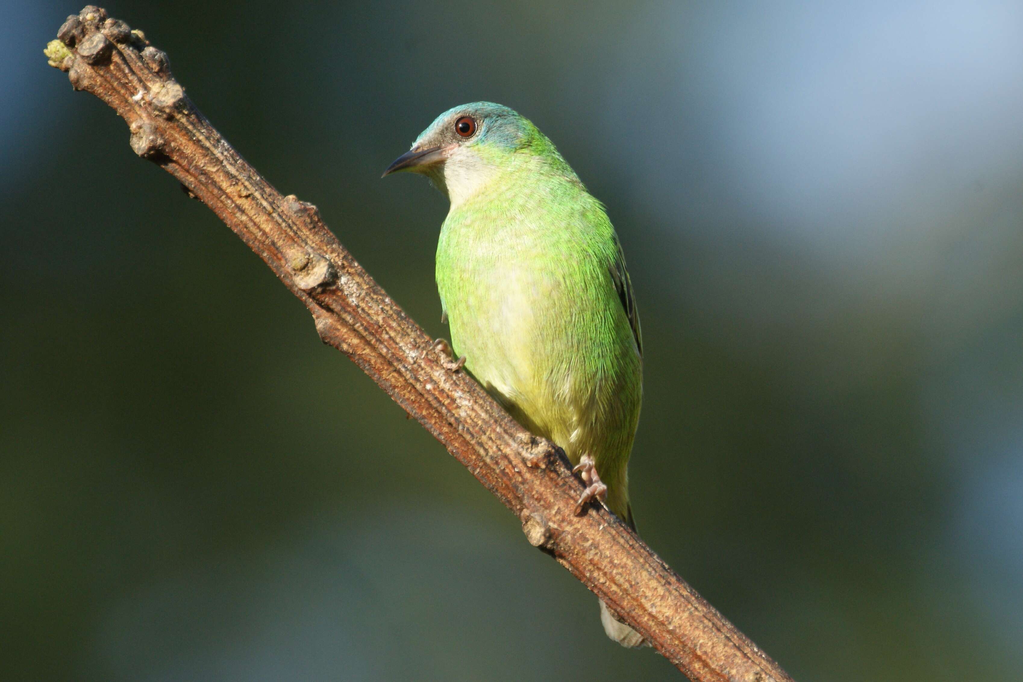 Image of Blue Dacnis