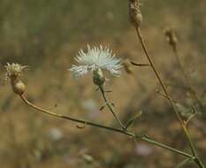 Слика од Centaurea odessana Prodan