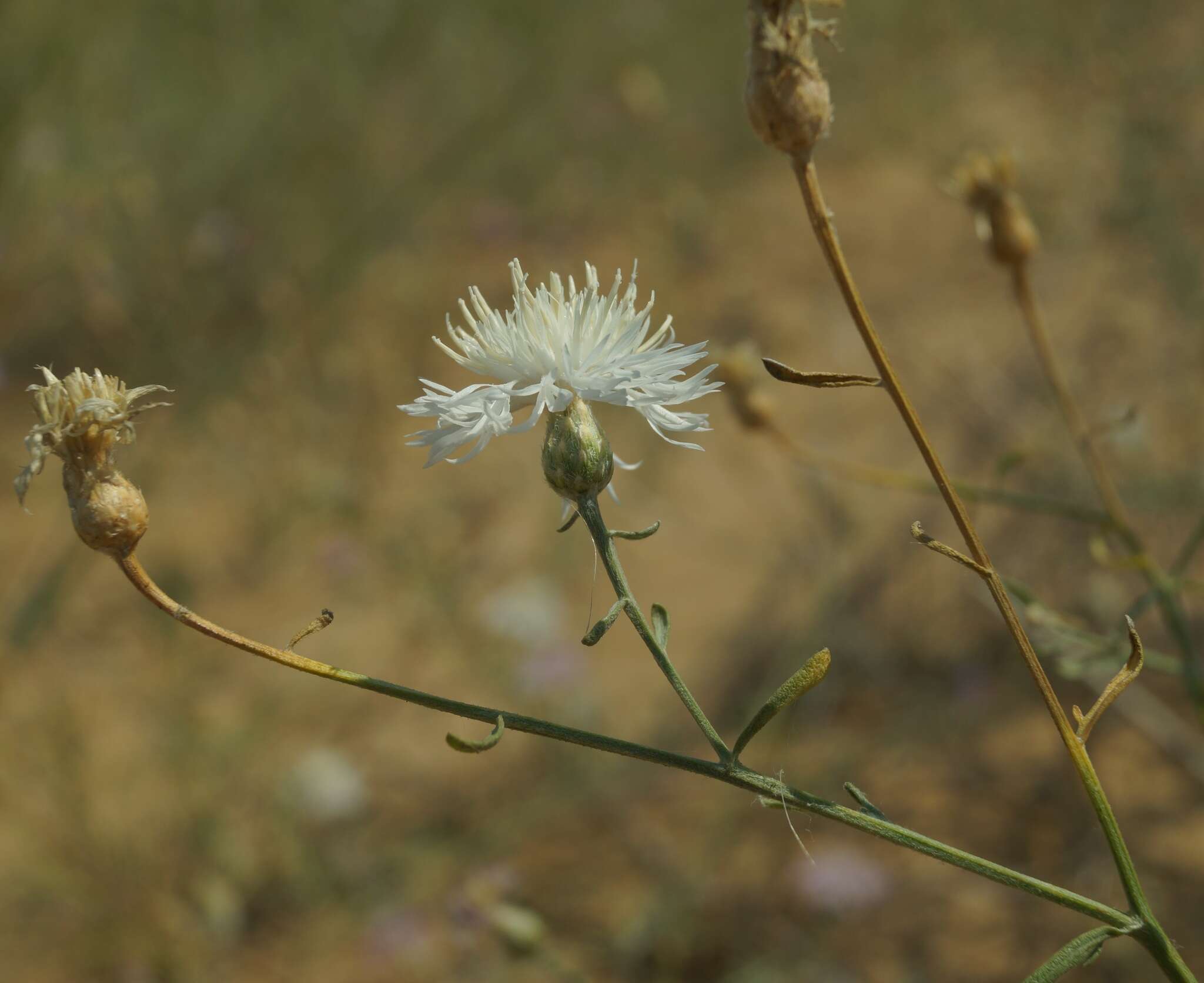 Image of Centaurea odessana Prodan