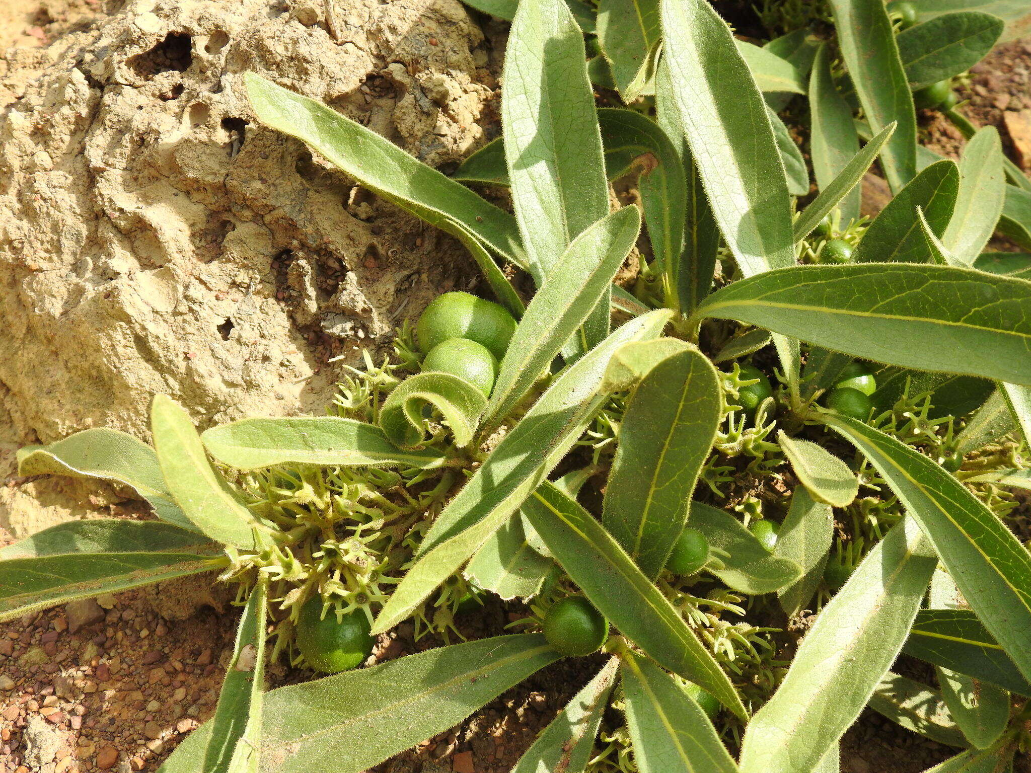 Image of Dwarf medlar