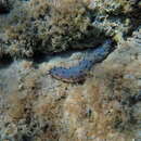 Imagem de Holothuria (Holothuria) tubulosa Gmelin 1791