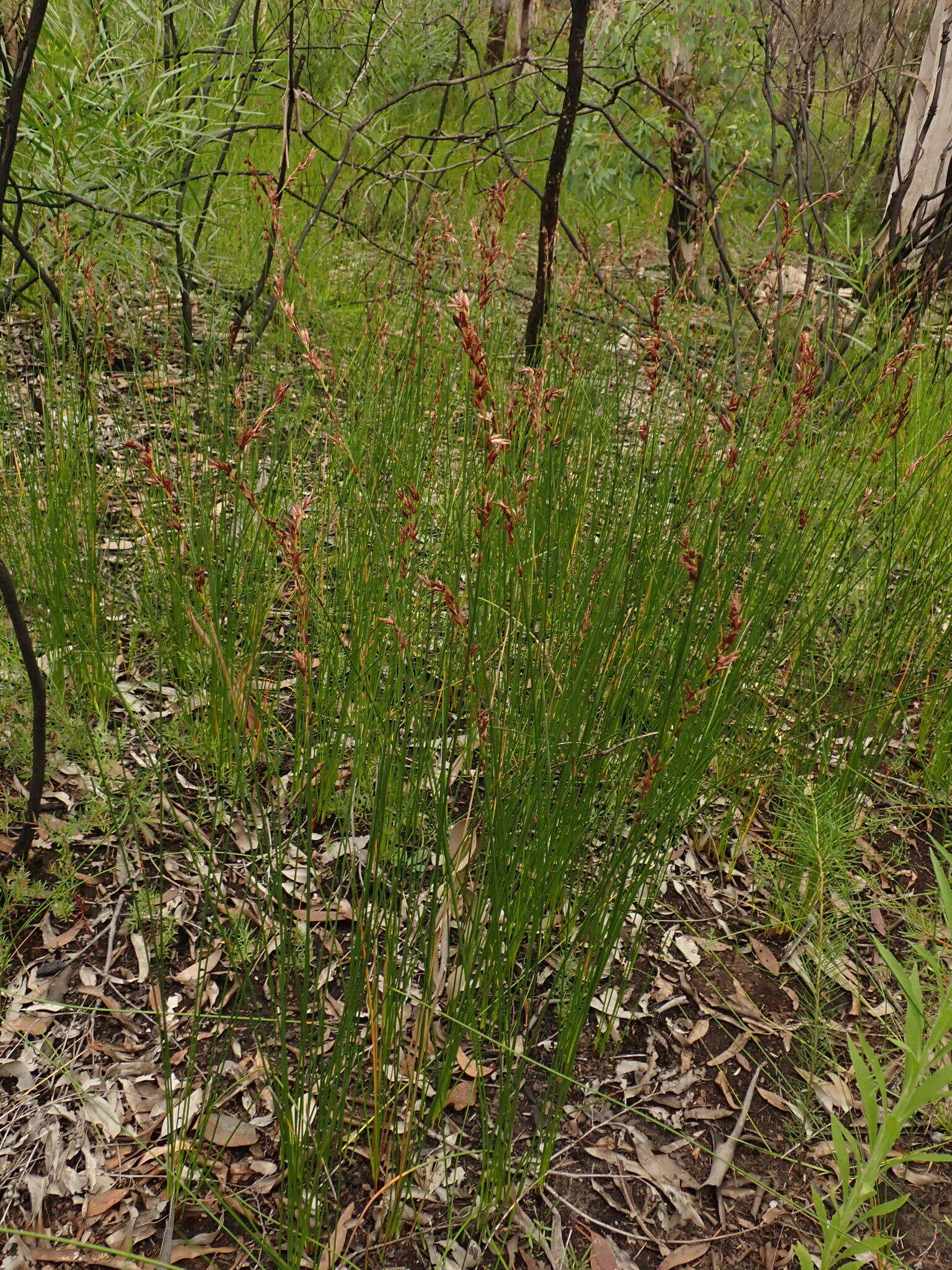 Image of Schoenus brevifolius R. Br.