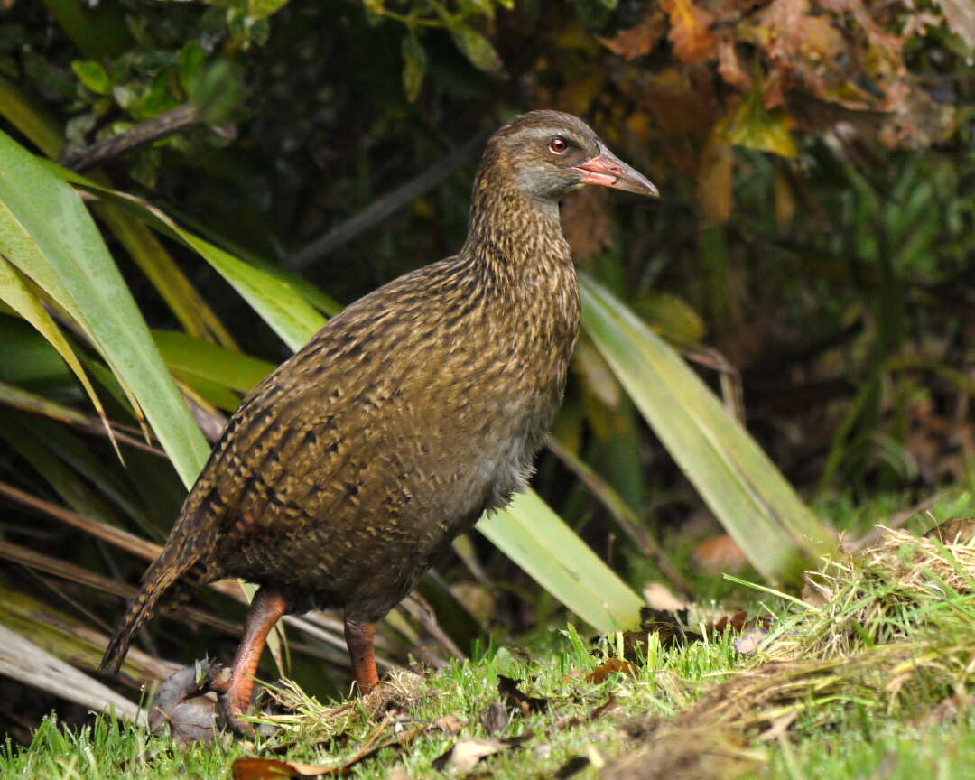 Image of Weka