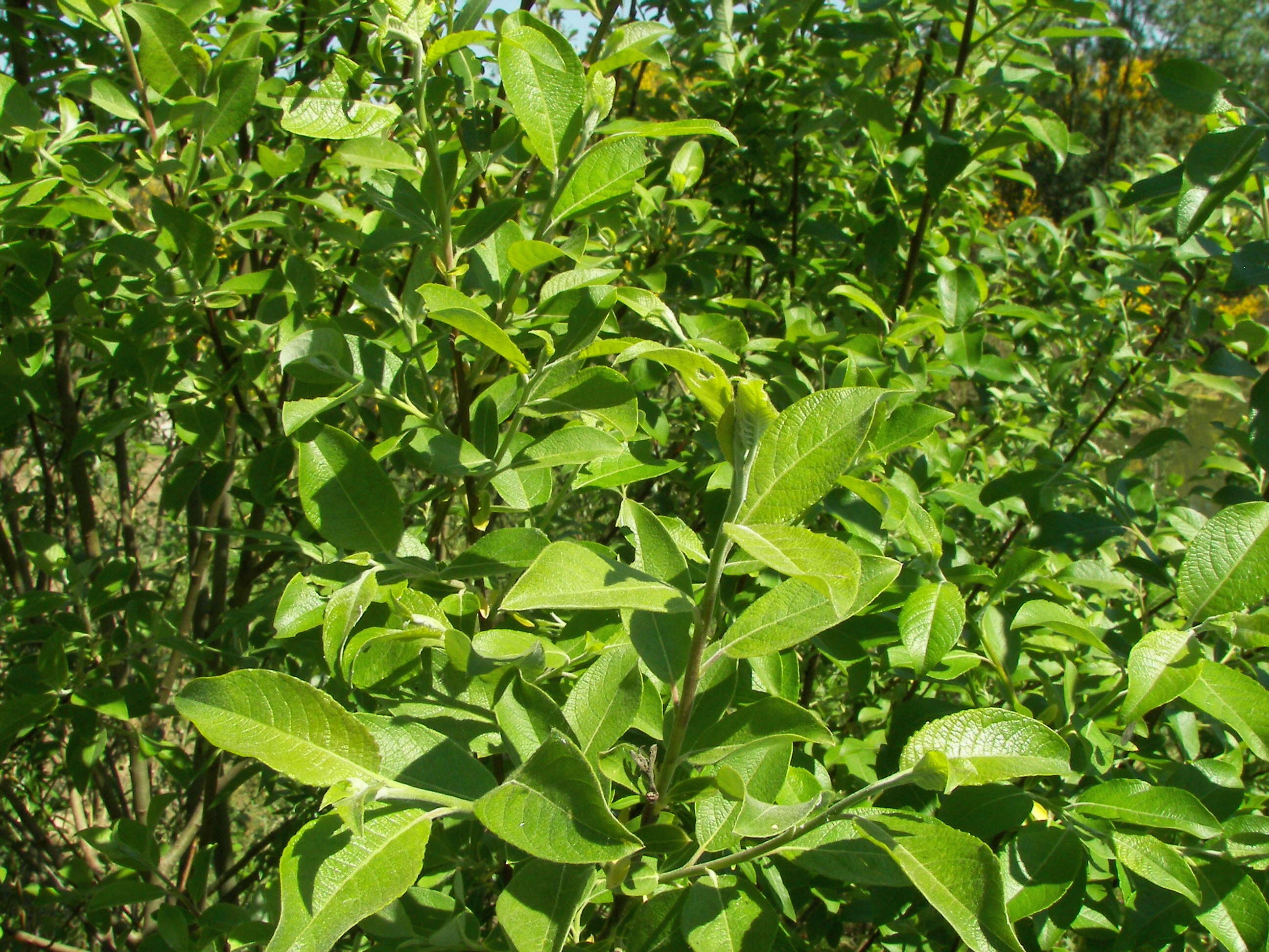 Image of goat willow