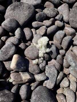 Image of Cladonia confusa R. Sant.