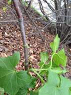 Image of white bryony