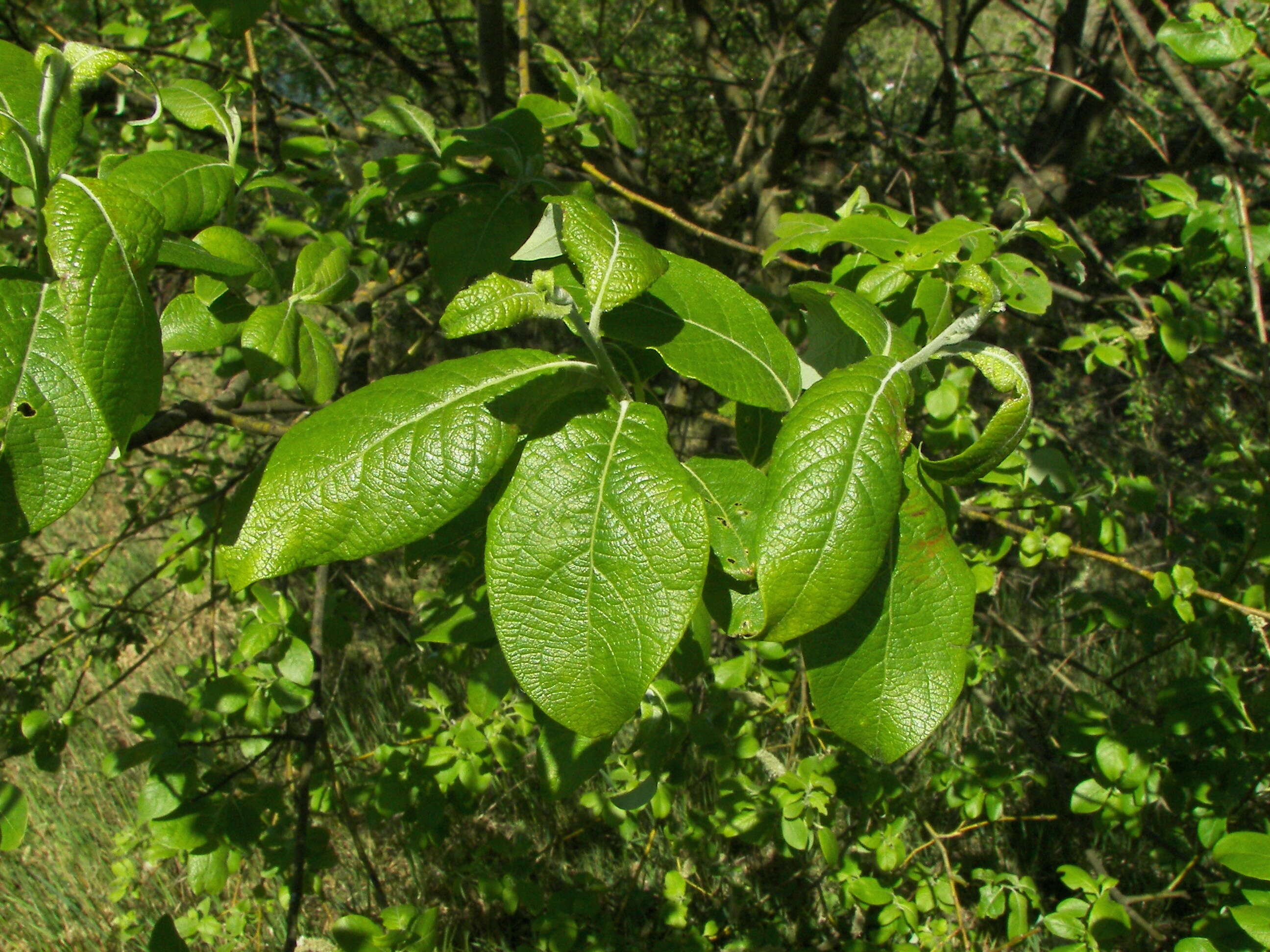 Image of goat willow