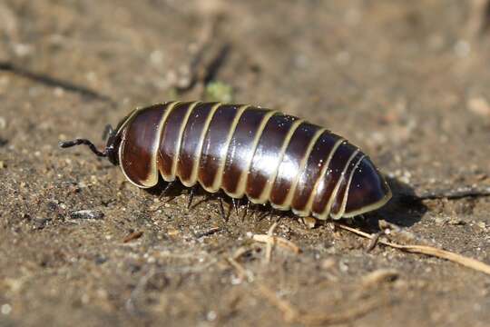 Image of Pill millipede