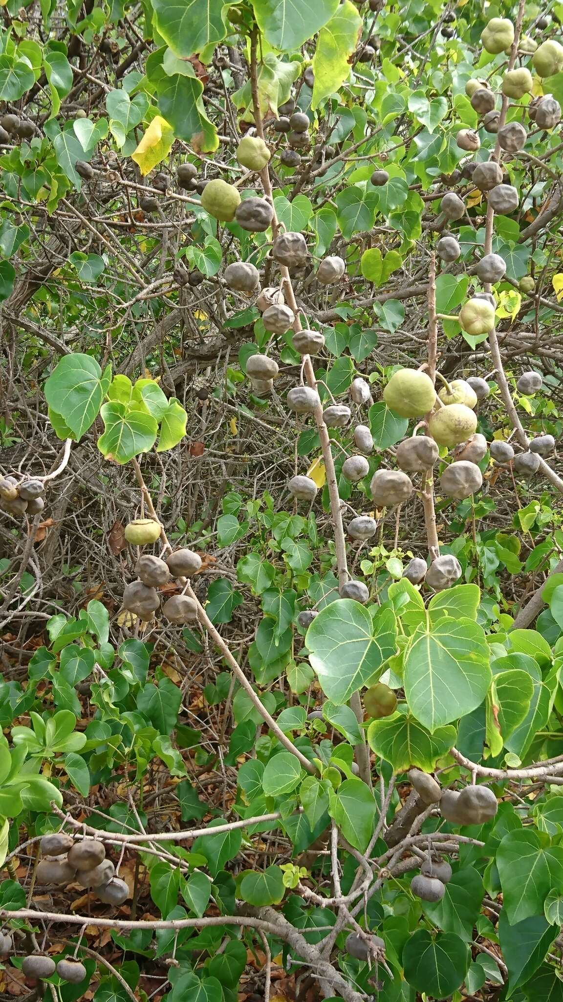 Image of Portia tree