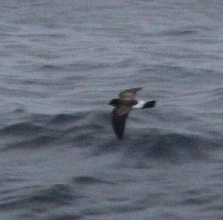 Image of White-bellied Storm Petrel