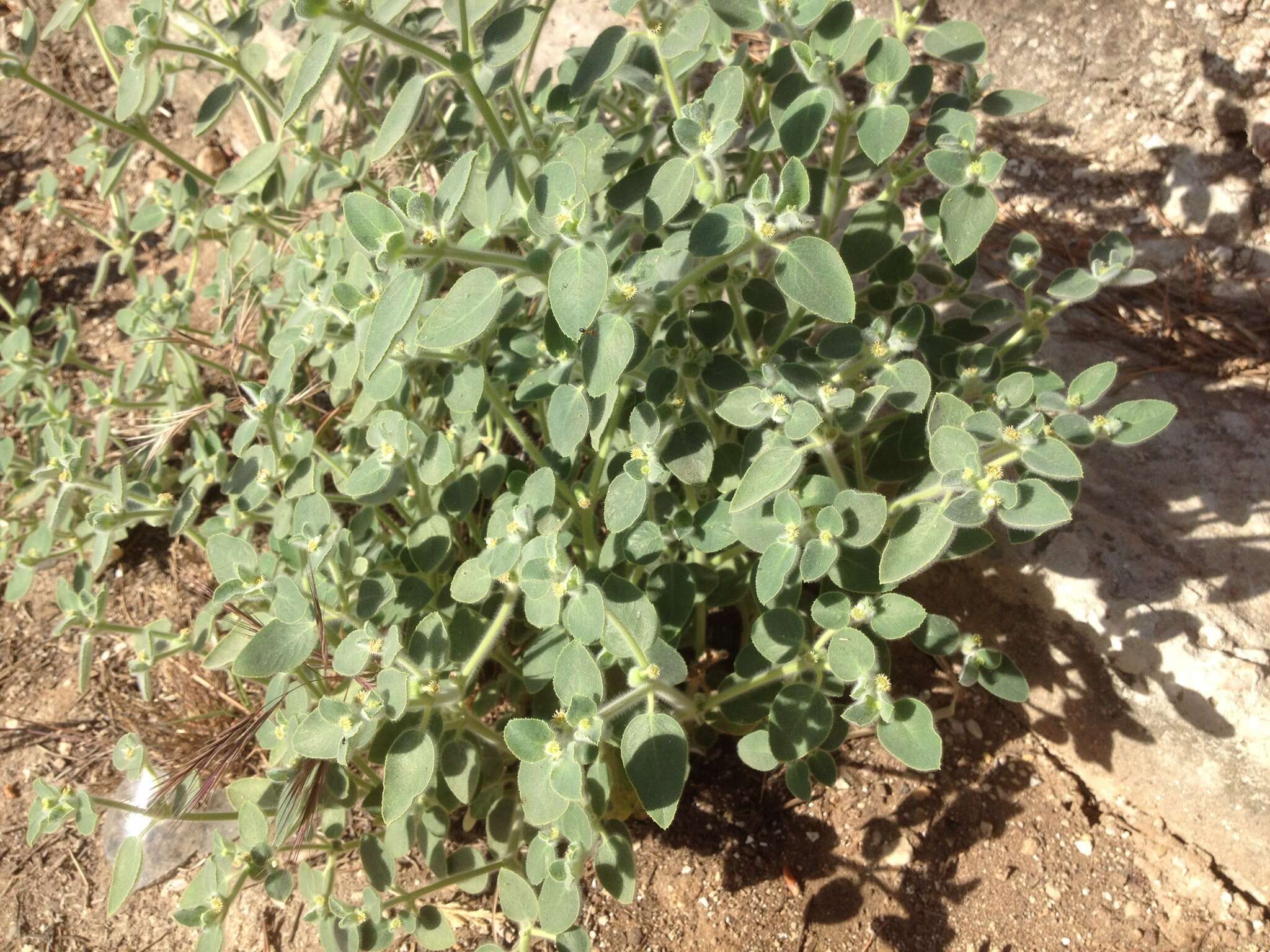 Image of Euphorbia petiolata Banks & Sol.