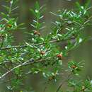 Imagem de Ilex myrtifolia Lam.