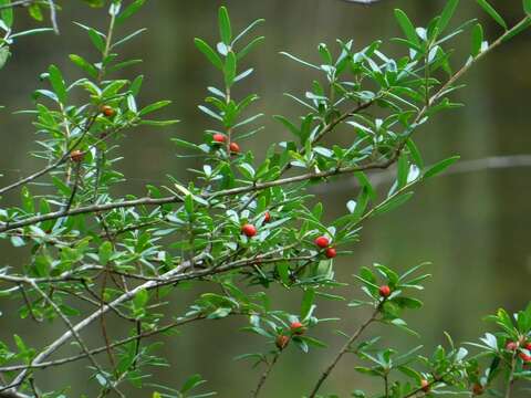 Image de Ilex myrtifolia Lam.