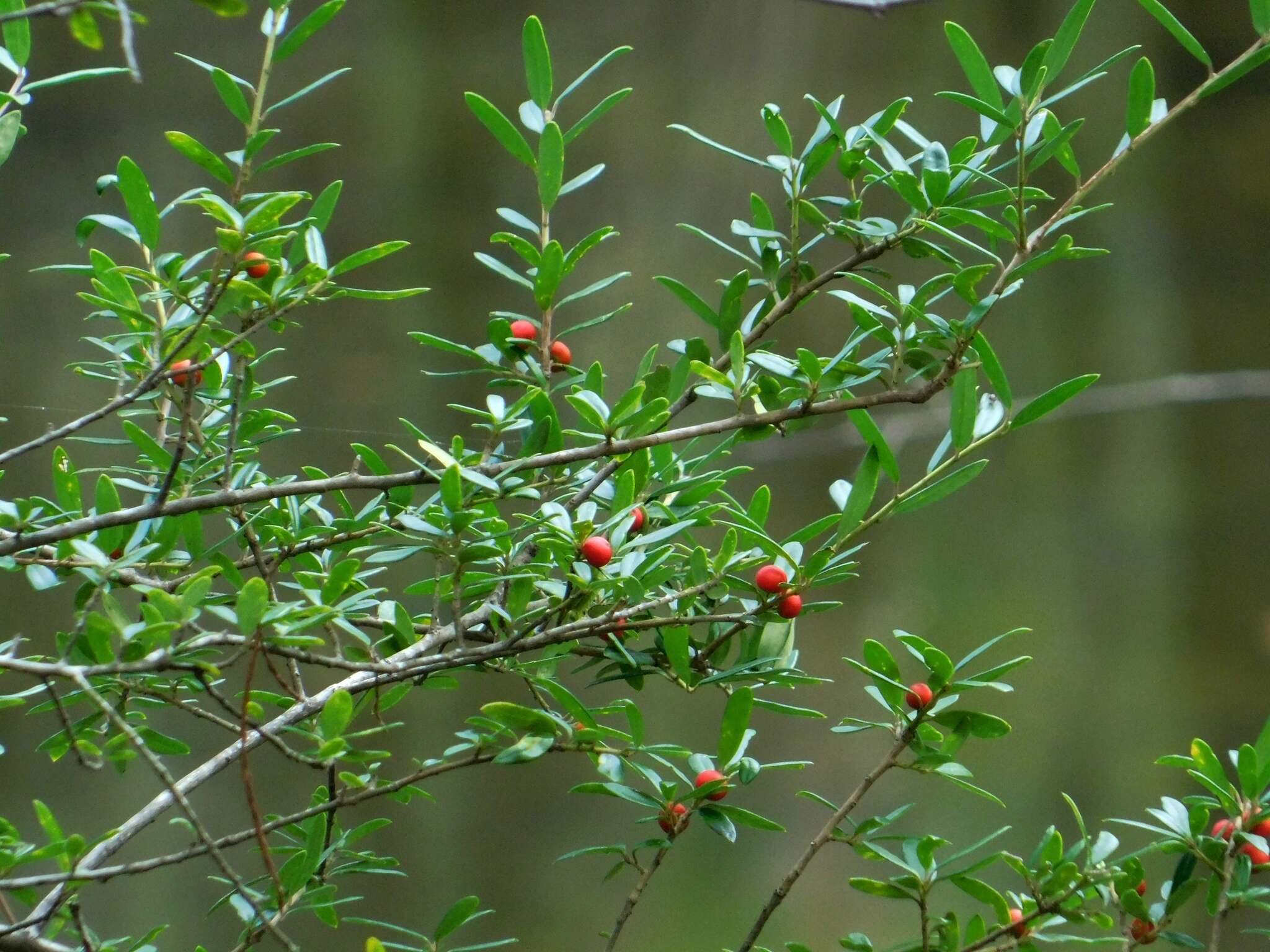 Слика од Ilex myrtifolia Lam.