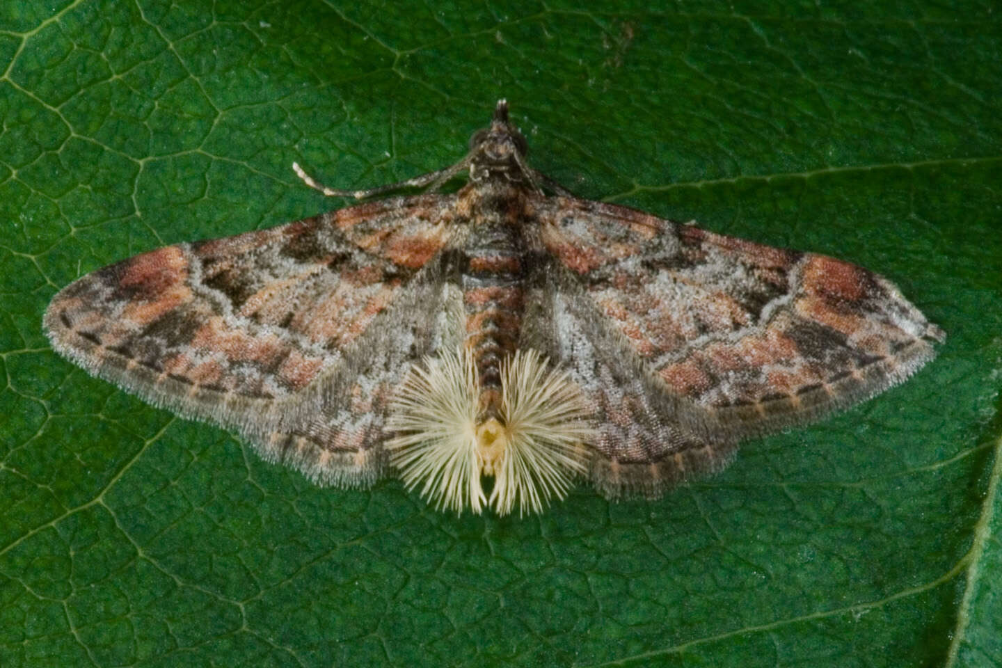 Image of double-striped pug