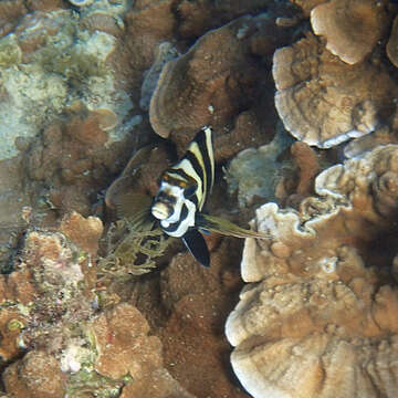 Image of Blacktip morwong