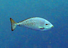 Image of Gray Unicornfish