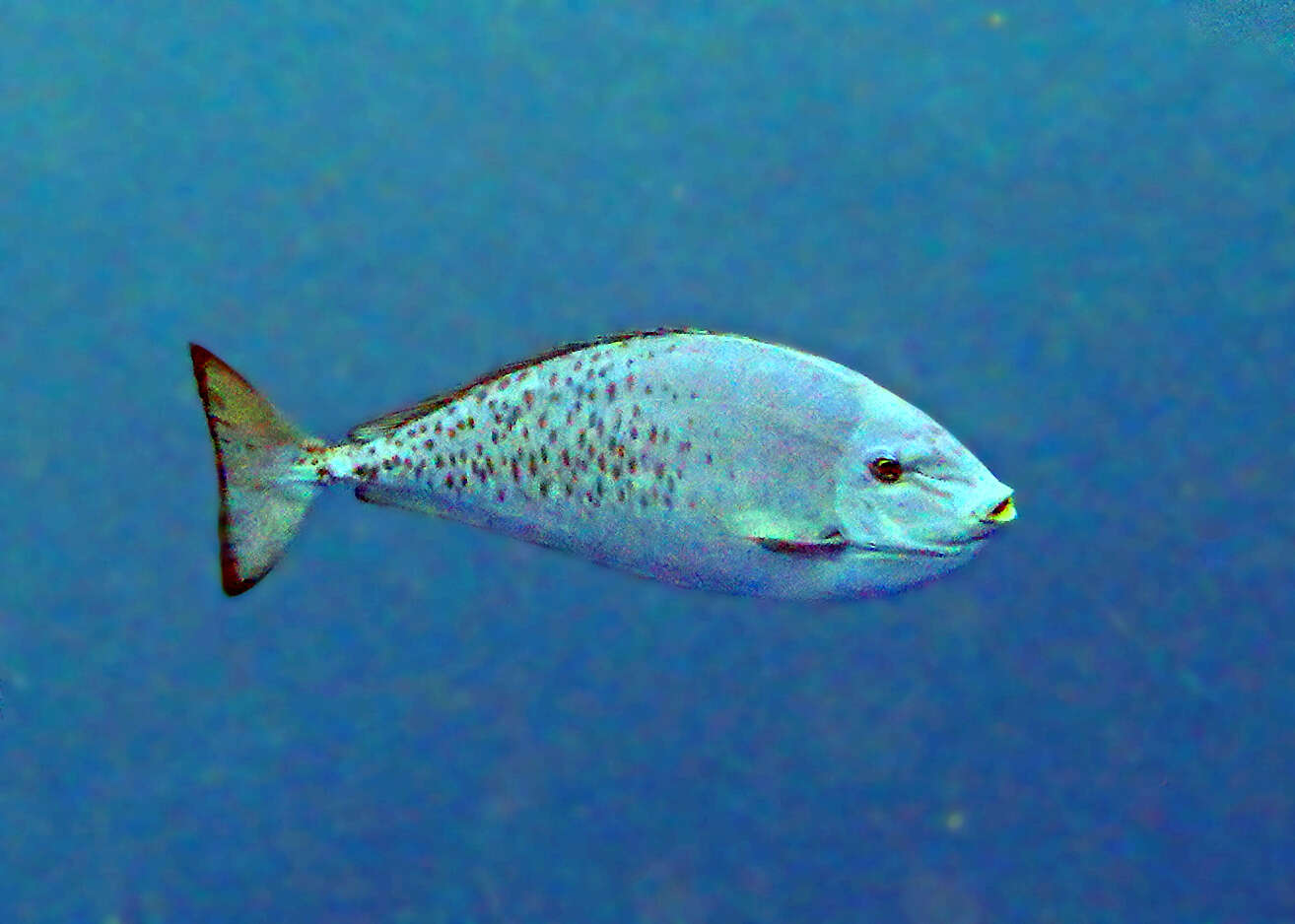 Image of Gray Unicornfish