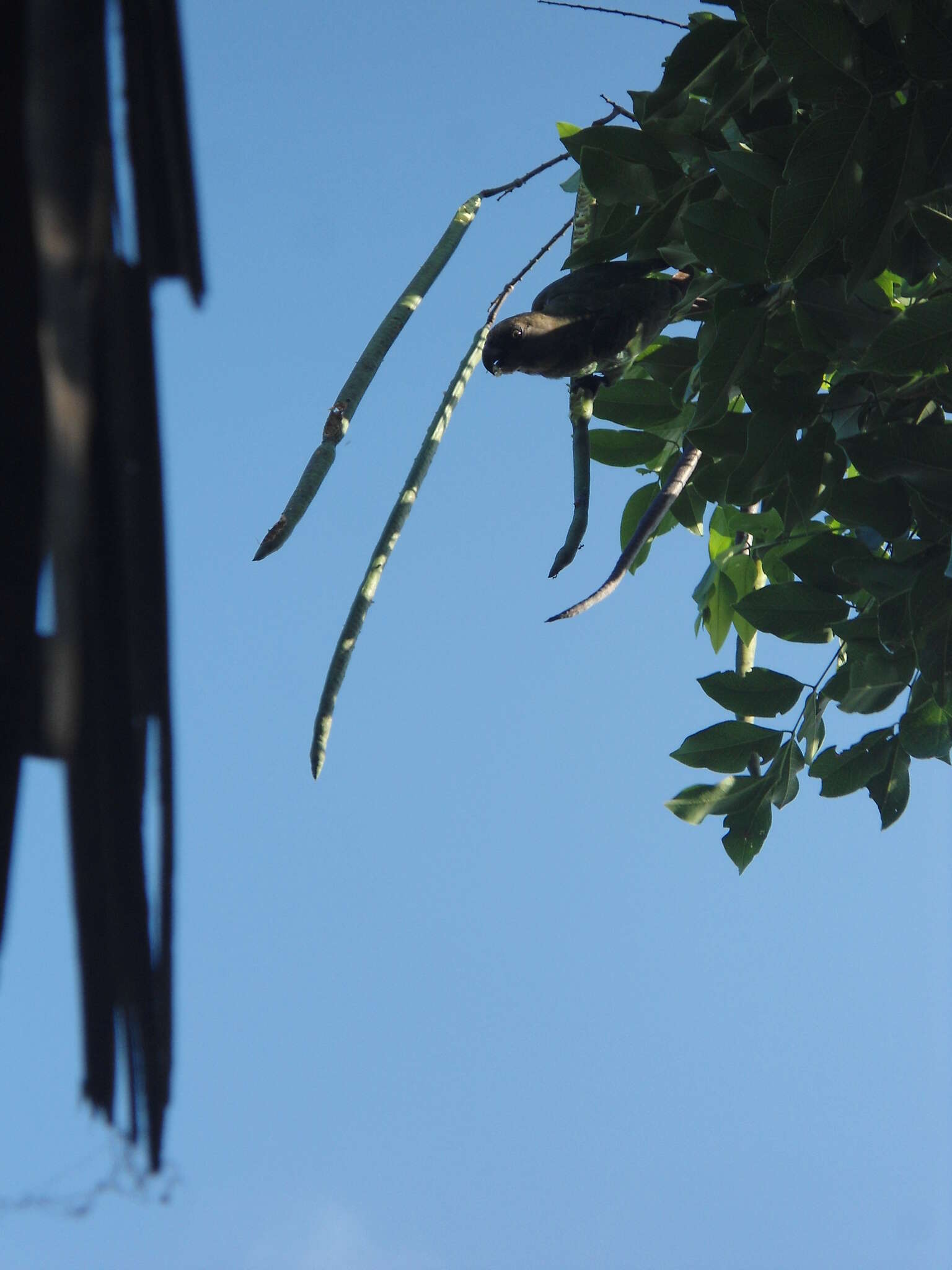 Image of Brown-headed Parrot