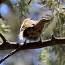 Image of Eastern White-plumed Honeyeater