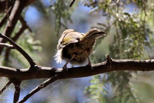 Imagem de Ptilotula penicillata penicillata (Gould 1837)