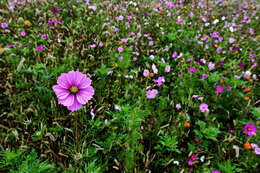 Image of garden cosmos