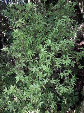 Image of Archeria racemosa Hook. fil.