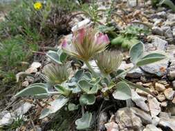 Hedysarum plumosum Boiss. & Hausskn.的圖片