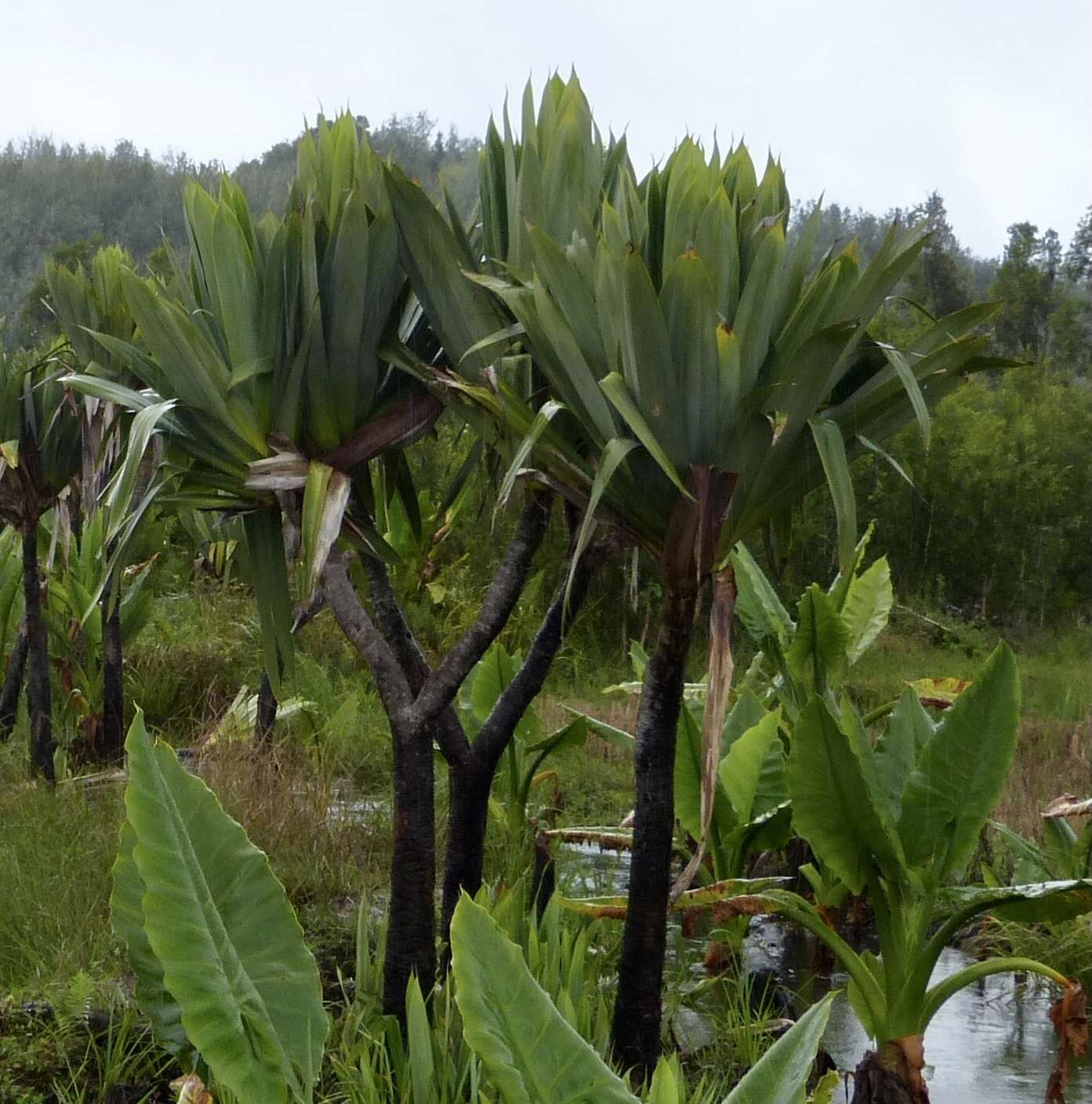 Imagem de Pandanus platyphyllus Martelli