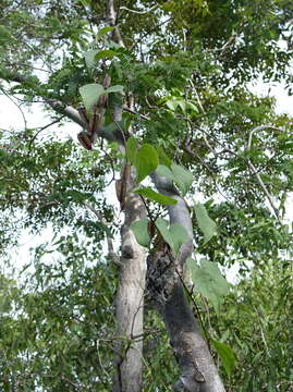 Sivun Dioscorea sambiranensis subsp. bardotiae Wilkin kuva