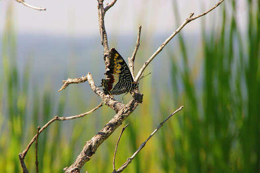 Imagem de Charaxes castor