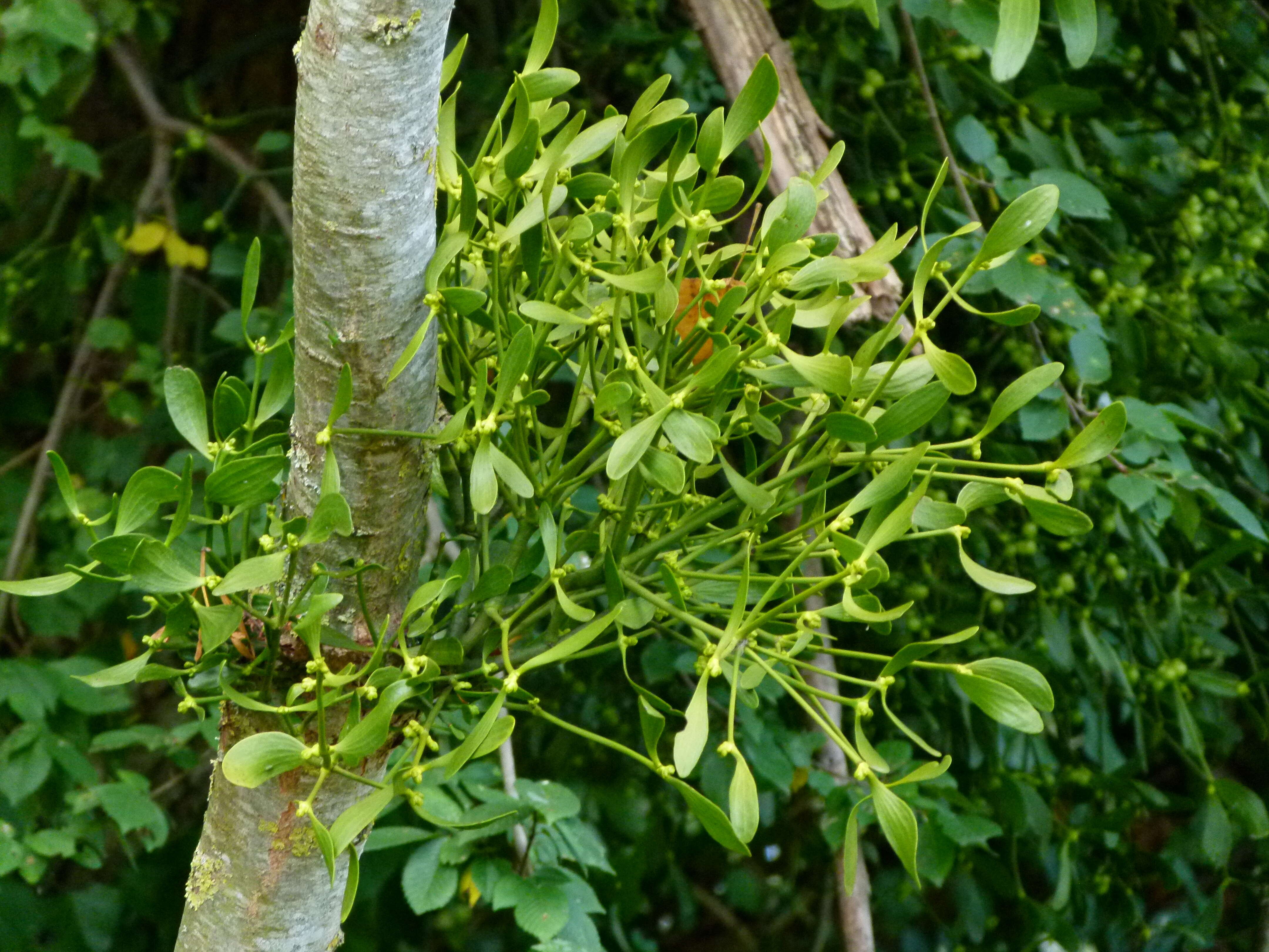 Image of European mistletoe