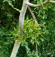 Image of European mistletoe