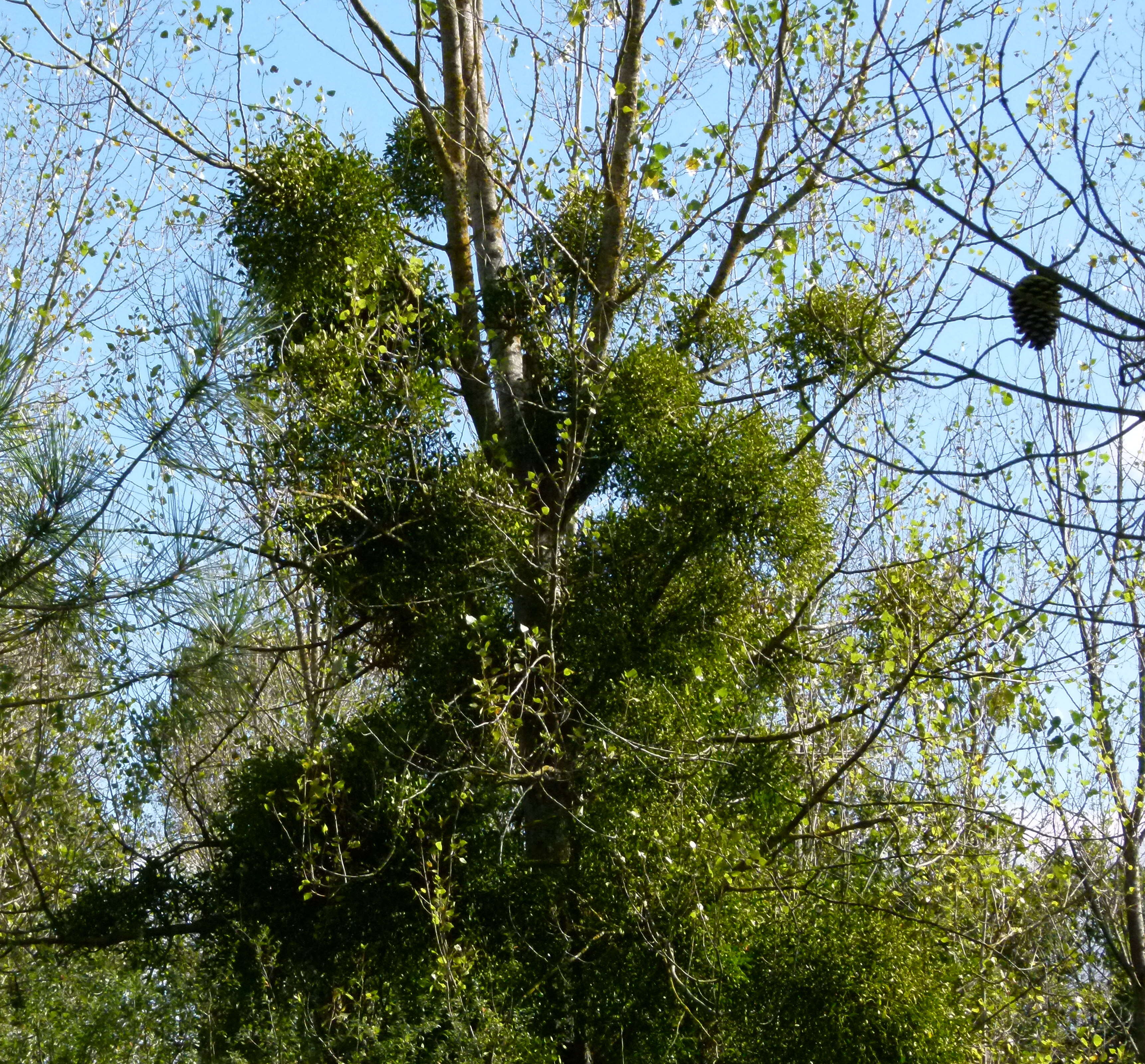 Image of European mistletoe