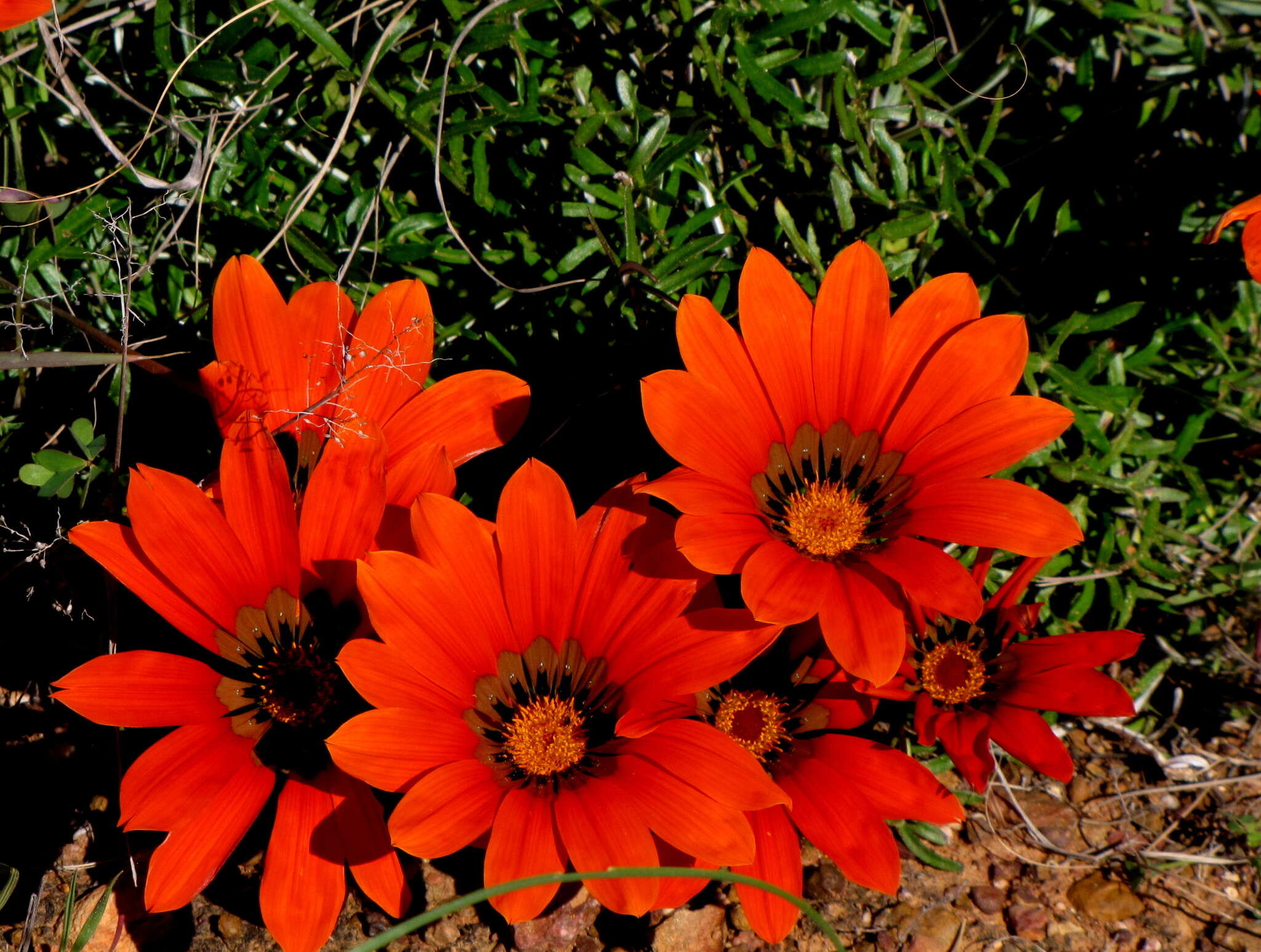 Image of Gazania krebsiana subsp. krebsiana