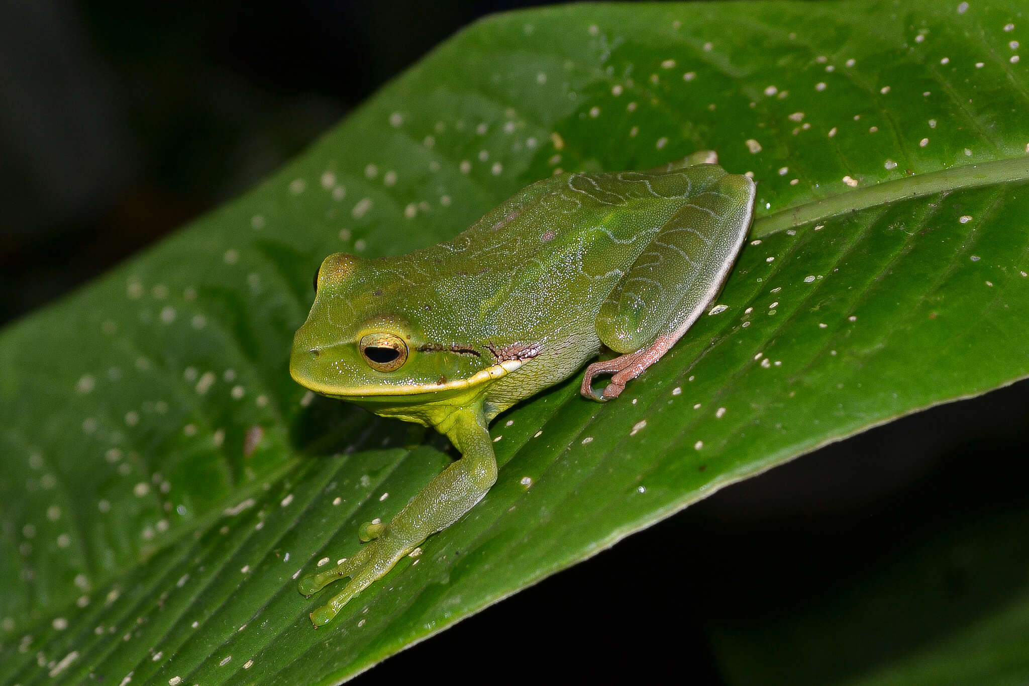 Image of Gastrotheca albolineata (Lutz & Lutz 1939)