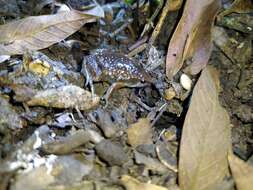 Image of Two-spaded Narrowmouth Toad