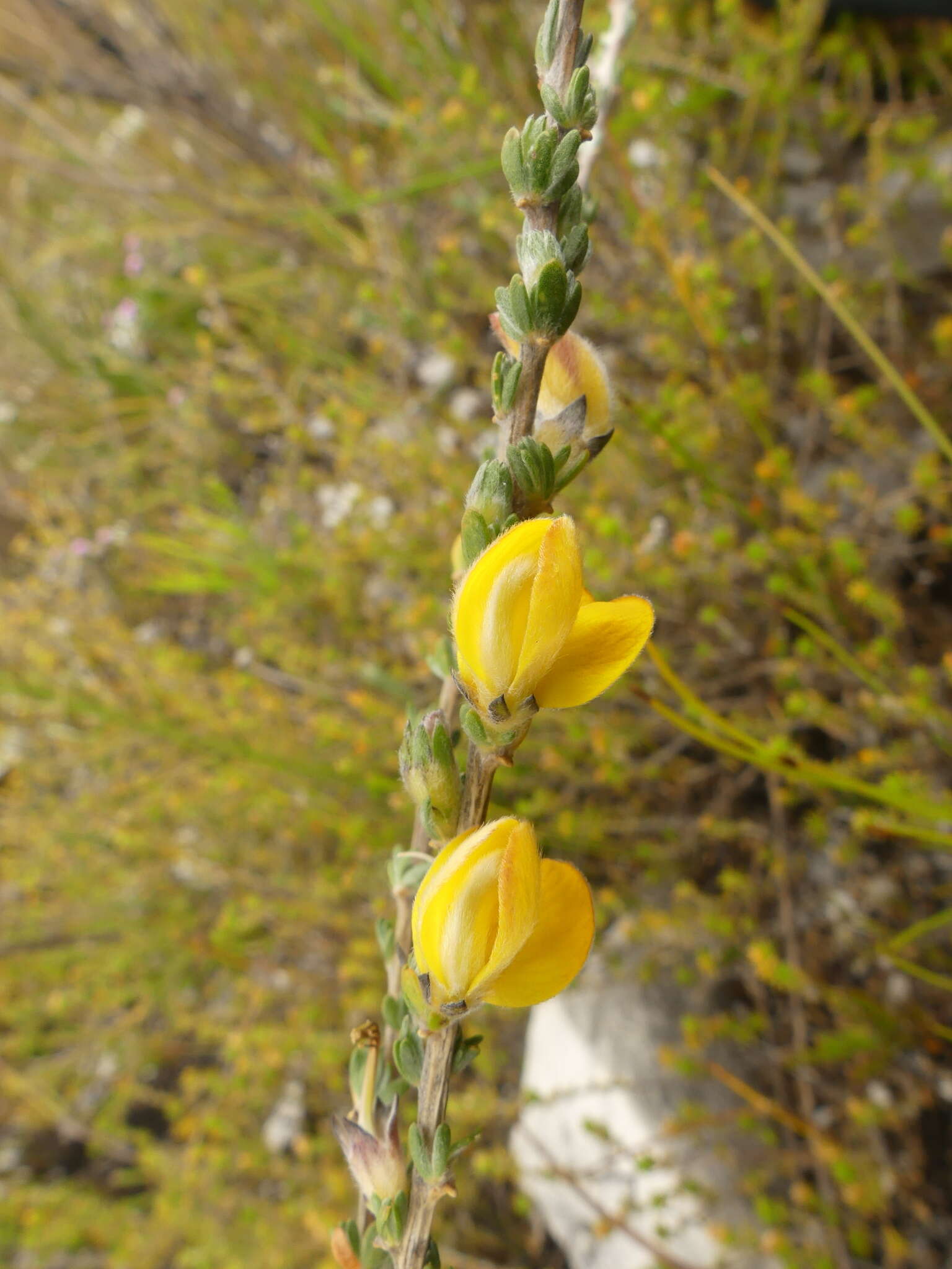 Imagem de Aspalathus oblongifolia R. Dahlgren