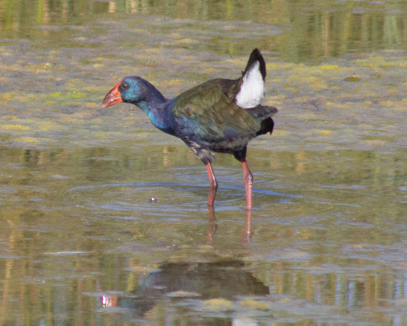 Image of African Swamphen