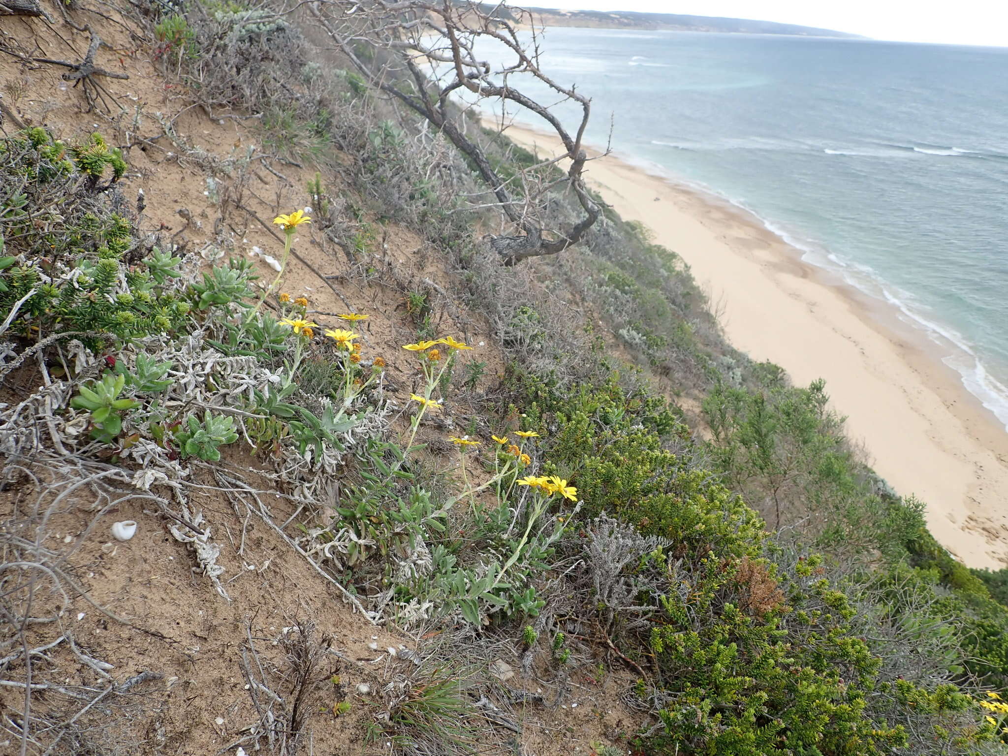 Plancia ëd Senecio arniciflorus DC.