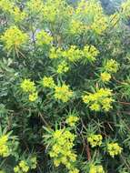 Image of tree spurge