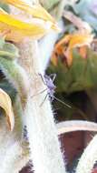 Image of Leaf-footed bug